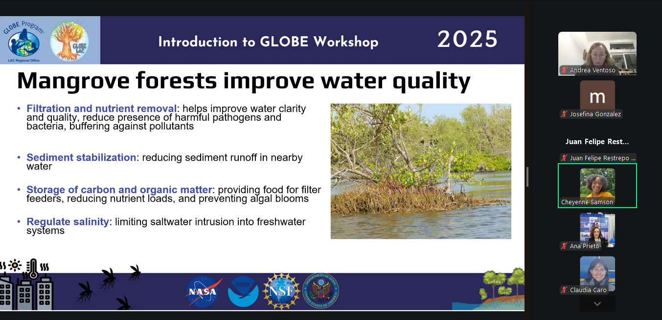 Mangrove Forests Improve Water Quality